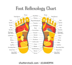 Cartoon Reflexology Therapy Feet Alternative Medicine Flat Style Design with Description Scheme. Vector illustration