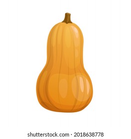 Cartoon ripe yellow butternut squash, pumpkin vegetable. Vector raw garden plant, harvest or crop for Thanksgiving Day celebration, fresh veggies graphic design element isolated on white background