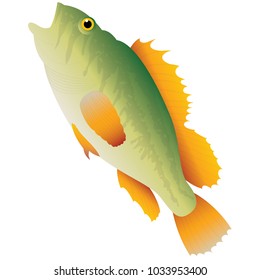 Cartoon River Fish Isolated on White