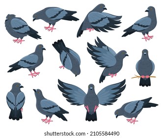 Cartoon rock doves bird, city pigeon birds. Flying, walking and sitting grey pigeon bird vector illustration set. Pigeon bird characters. Street wild pigeon fly isolated
