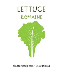 Cartoon romaine lettuce isolated vector illustration on white background