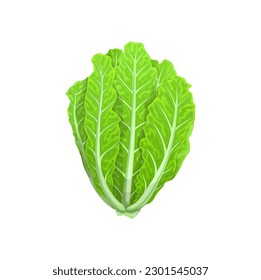 Cartoon Romano salad vegetable, leaf lettuce food for salad cooking, isolated vector. Green Romain salad or cos lettuce, natural vegetarian and vegan healthy cuisine leafy food ingredient