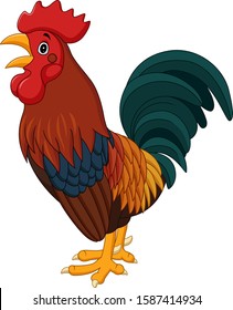Cartoon rooster crowing isolated on white background