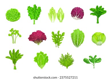 Cartoon salad vegetables, lettuces and green leaf food, isolated vector icons. Salad lettuces of kale, spinach or Chinese cabbage, arugula, chicory or watercress and chard salad or radicchio lettuce