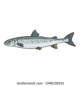 Cartoon Salmon Fish Vector Illustration. Side View.