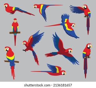 Cartoon Scarlet Macaw Cute Various Poses Cartoon Vector Illustration