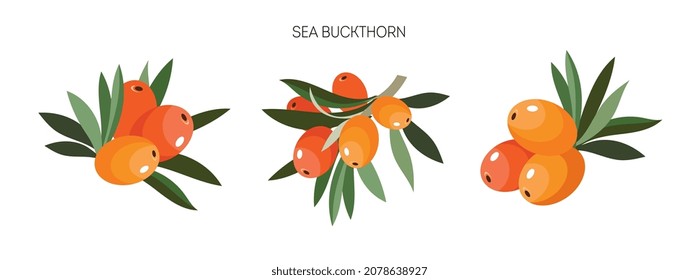 Cartoon sea buckthorn icons. Isolated vector sign icon.