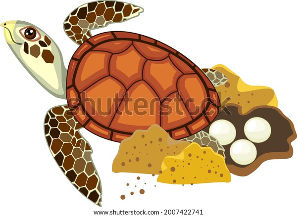 Cartoon sea turtle laying\
eggs in sand