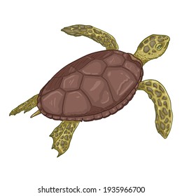 Cartoon Sea Turtle. Vector Illustration of Eretmochelys Imbricata