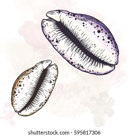 Cartoon seashell. Isolated vector illustration.