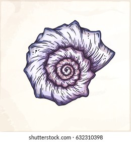 Cartoon seashell. Isolated vector illustration.