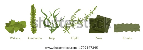 Cartoon seaweed set\
vector graphic illustration. Collection of natural algae marine\
plant colorful eat isolated on white background. Traditional\
japanese cookery food