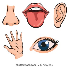 Cartoon sensory organs icons. Nose, ear, hand, tongue and eye. Five human senses education concept. Vector illustration isolated on white background