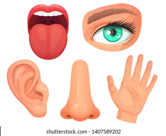 Cartoon sensory organs. Senses organs, eyes vision, nose smell, tongue taste buds, skin touch and hearing ears vector illustration set
