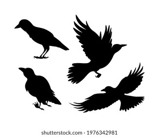 Cartoon set of black halloween holiday silhouette elements of crows isolated on white background. Black creepy flying crows. Concept of happy halloween. Flat cartoon vector illustration