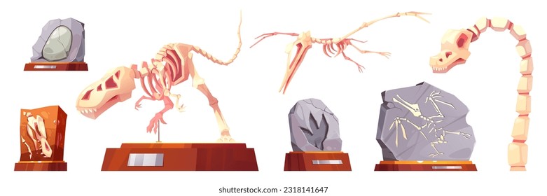 Cartoon set of dinosaur skeletons and fossil stones with prehistoric animal imprints isolated on white backgroun. Vector illustration of archeology museum exhibits on stands, ancient rocks, dino bones