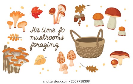 Cartoon set of edible fungus, basket and handwritten Mushrooms foraging.Forest boletus and fall leaves isolated on white background.Vector design for banner template.Autumn seasonal flat illustration.