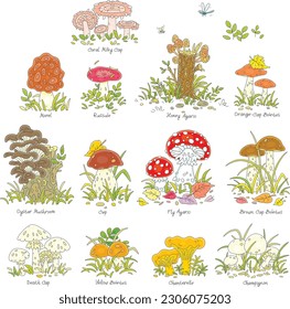 Cartoon set of forest mushrooms edible and inedible including the most widespread with names, outline vector illustrations isolated on a white background