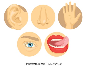 Cartoon set of human sense organs flat vector illustration. Five senses of touch, sight, smell, taste, hearing with hand, eye, nose, tongue, ear colorful images. Anatomy, body, perception concept