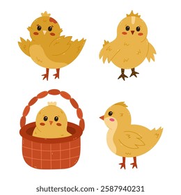 Cartoon set with lovely chick in different poses. Young baby chicken waving hello with wings, in the basket, side view. Cheerful hand drawn farm bird as symbol of Easter isolated on background.