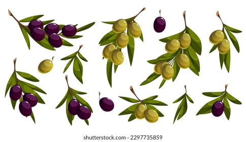 Cartoon set of olive tree branches with black and green fruit and leaves isolated on white background. Vector illustration of organic oil source, healthy food, natural cosmetics, medicine ingredient