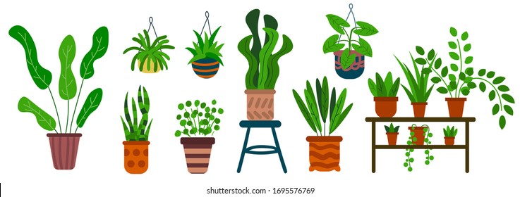 Cartoon set of plants in pots isolated on white background. House flowers in flat style. Vector illustration. 