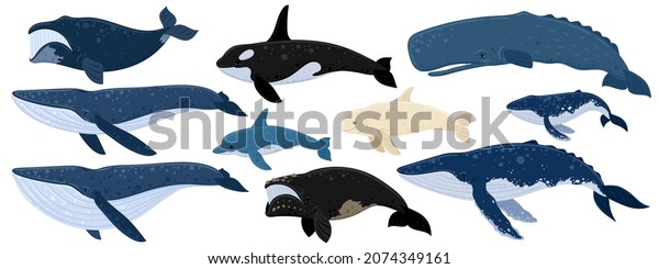 Cartoon set of whales. Beluga, killer whale,\
humpback whale, cachalot, blue whale, dolphin, bowhead, southern\
right whale, sperm hale. Underwater world, Marine life. Vector\
illustration of a\
whales