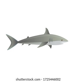 Cartoon shark on a white background. Vector illustration