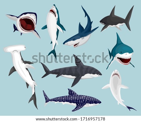 Cartoon sharks. Scary jaws and swimming angry ocean sharks. Big dangerous marine predators. Vector illustration of marine wildlife. Wild fish set