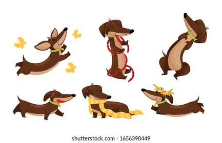 Cartoon Short-legged Dachshund Character with Long Body Catching Butterflies and Carrying Scarf Vector Set