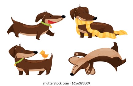 Cartoon Short-legged Dachshund Character with Long Body Wearing Scarf and Walking Vector Set