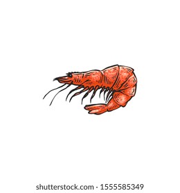 Cartoon shrimp drawing isolated on white background - pink prawn in hand drawn sketch style. Crustacean sea animal from side view - flat vector illustration.