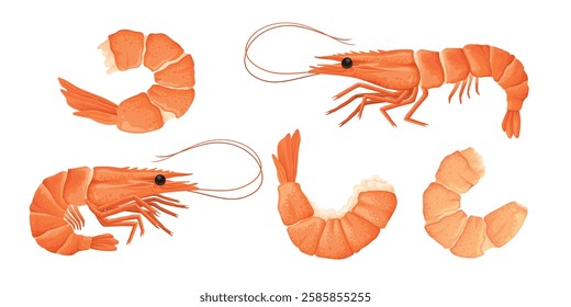 Cartoon shrimps. Raw or boiled seafood, tiger shrimps meat, king prawns without shell flat vector illustration set. Ocean shrimps collection on white background