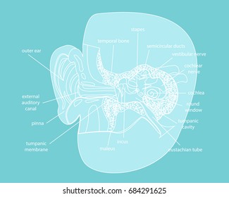 Cartoon Silhouette Human Ear Anatomy in a Cut Part of System Organ Sound Poster for Education Flat Design Style. Vector illustration