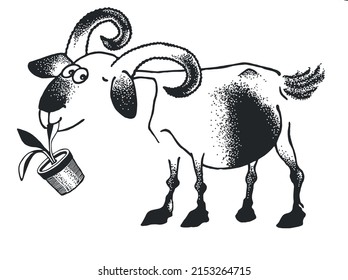 Cartoon sketch.  Funny mischievous goat chewing a flower in a pot. Drawing, coloring book, illustration for a children's book.