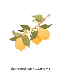 Cartoon sketches of lemons on branch on white background. Citrus fruits of lemons, elements for packaging  print, pattern, label.