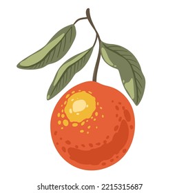 Cartoon sketches of orange on branch on white background. Citrus fruit of orange, elements for packaging print, pattern, label.