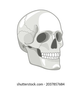 Cartoon skull drawn. Cute gray skulls face concept vector illustration, spooky skeleton dead head sketch isolated on white background
