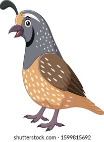 Cartoon smiling quail bird on white background