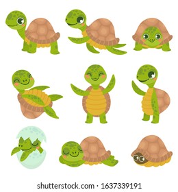 Tortuga sonriente. Pequeñas tortugas divertidas, camina y nade tortugas de animales vectores. Colección de lindos y amigables reptianos acuáticos y terrestres. Adorables reptiles marinos y terrestres.