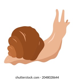 Cartoon snail with shell. Vector