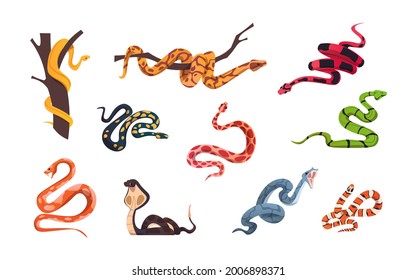Cartoon snakes. Tropical poison reptiles. Forest and zoo cold-blooded animals collection. Python on tree branch. Attacking cobra and viper. Dangerous serpents set. Vector wild life