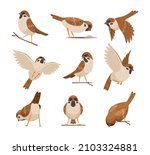 Cartoon sparrows. Wild funny animals flying brown birds moving chirp characters exact vector pictures set cute birds