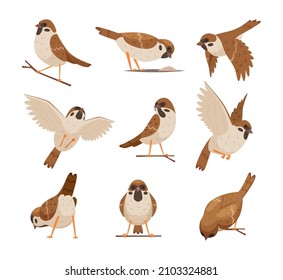 Cartoon sparrows. Wild funny animals flying brown birds moving chirp characters exact vector pictures set cute birds