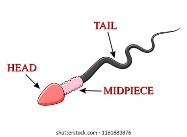 cartoon spermatozoid scheme vector design isolated on white background