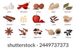 Cartoon spices. Flat dry herbs and condiments for cooking, different seeds and leaves of asian and indian cuisine. Vector isolated set. Aromatic flavors for food seasoning collection