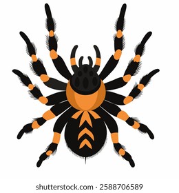 Cartoon spider tarantula.Colorful poisonous insect . Suitable for children's books on biology, sticker, mascot, logo.Vector illustration top view on white background.