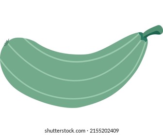 Cartoon squash on white background, healthy food, vegetable harvest. Vector icon.