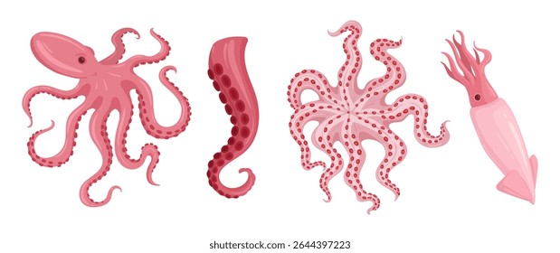 Lulas de desenhos animados. Deliciosos frutos do mar, polvo, calamaris e chocos, frutos do mar frescos, fauna oceânica com tentáculos conjunto de ilustração vetor plana. Cefalópodes frutos do mar sobre brancos