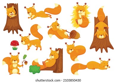 Cartoon squirrel sleeping, cute squirrels with acorns. Funny forest wildlife animal character sitting in tree hollow, holding acorn vector set. Lovely fluffy creature having different activities